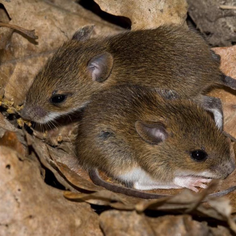 Уничтожения мышей в частном доме в Новосибирске?