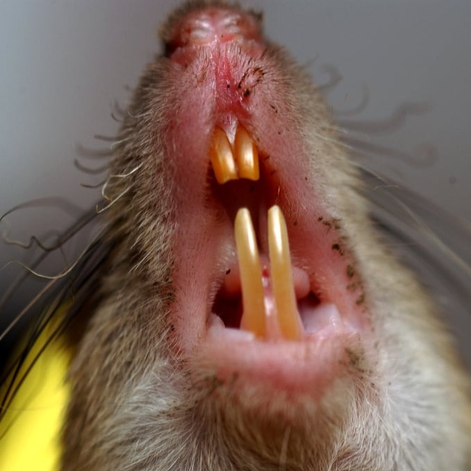 Дератизация крыс в Новосибирске?